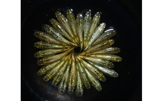 129-21　金平糖　オス・メス　ランダム　30匹