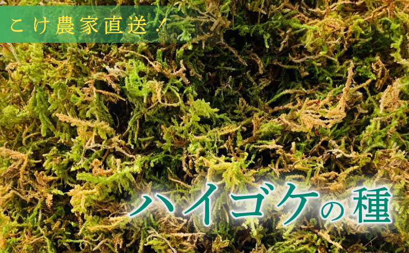こけ専門農家直送! !ハイゴケの種10L 苔テラリウム 苔 コケ 牧之原市 静岡県