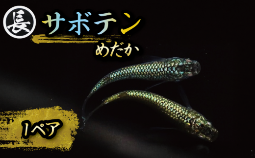 129-8 魚介 魚類 魚 サボテン 1ペア めだか 飼育 初心者 おすすめ 水槽 インテリア 生物 鑑賞 美 静岡県 牧之原市 丸長