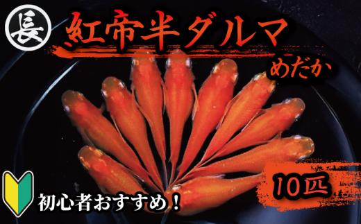 129-5 魚介 魚類 魚 紅帝半ダルマ 10匹 めだか 飼育 初心者 おすすめ 水槽 インテリア 生物 鑑賞 美 静岡県 牧之原市 丸長