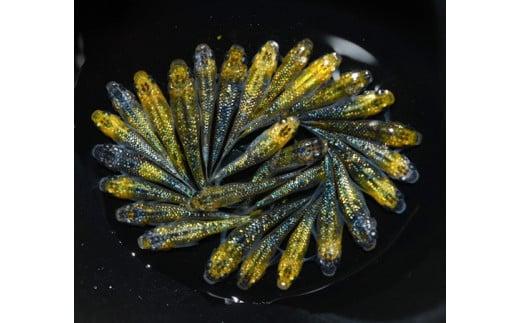 129-27　夜桜ゴールド　オス・メス　ランダム30匹