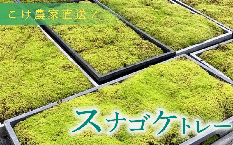 こけ専門農家直送!! スナゴケ（育苗トレー入り）2枚 苔テラリウム 苔 コケ 牧之原市 静岡県