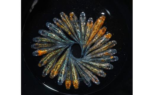 129-32　ユリシス松井ヒレ長　オス・メス　ランダム10匹