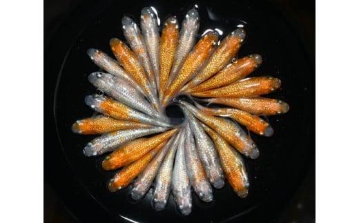 129-25　王華　オス・メス　ランダム20匹