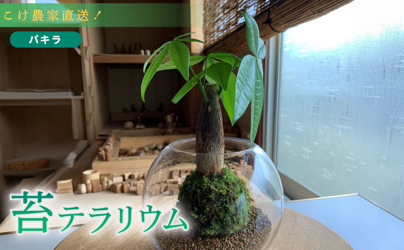 苔 パキラ 苔玉 コケ こけ 農家直送 インテリア 観葉 植物 静岡県 牧之原市 専門農家 直送 パキラ苔玉