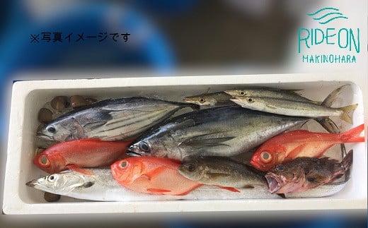 019-3　駿河湾のビックリ箱（プレミアム）新鮮 魚