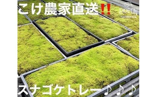 123-11 こけ専門農家直送!!スナゴケ（育苗トレー入り）2枚