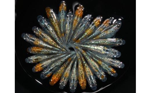 129-17　プラネット　オス・メス　ランダム10匹