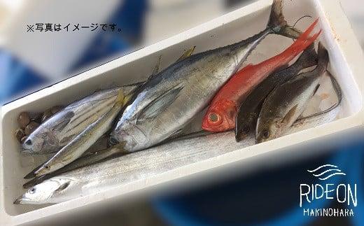 019-2　駿河湾のビックリ箱（デラックス）新鮮 魚