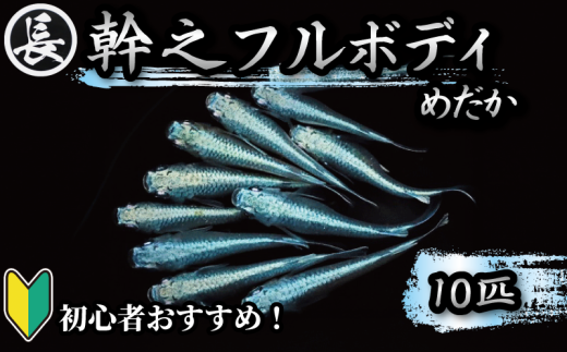 129-4 魚介 魚類 魚 幹之フルボディ 10匹 めだか 飼育 初心者 おすすめ 水槽 インテリア 生物 鑑賞 美 静岡県 牧之原市 丸長