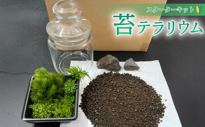 苔 テラリウム スターターキット こけ コケ 農家直送 こけ 専門 農家 直送 静岡県 牧之原市 インテリア 観葉 植物