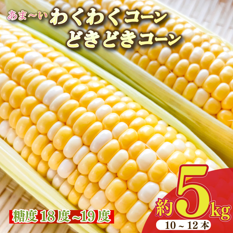 [ 令和8年産 予約受付 ] とうもろこし 10 〜 12 本 約 5kg 糖度18 ~ 19度 予約受付 予約 甘い 送料無料 期間限定 数量限定 静岡県 牧之原市 もろこしショップぐりぱ