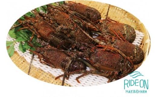 019-5　伊勢海老（デラックス）新鮮 駿河湾