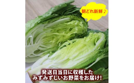 驥手除 繧サ繝繝 12蜩∫岼 莉・荳 縺企手除 蟄」遽 驥手除 譌ャ 譁ー魄ョ 逕」蝨ー逶エ騾 隧ー繧∝粋繧上○ 繧縺輔> 縺翫>縺励> 閾ェ辟カ 繧サ繝繝 鄒主袖縺励> 縺溘▲縺キ繧 荳ク譁ー譟エ譛ャ陬ス闌カ 髱吝イ。逵 迚ァ荵句次蟶