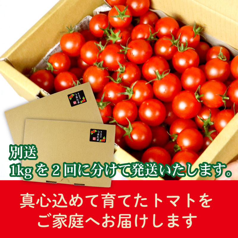 【先行予約】ミニ トマト フルーツ トマト ラブリーさくら うまたま 1kg × 2回発送 計 2kg トマト みにとまと 甘み 夏 新鮮 野菜 完熟 サラダ パスタ トマトソース トマトスープ トマトジュース おやつ  贈答 プレゼント お歳暮 国産 安心 農家直送 産地直送 静岡トマト 静岡とまと 静岡みにとまと 予約 受付 やさい 国産 野菜 フルーツ 甘い 静岡県 牧之原市 山本農園
