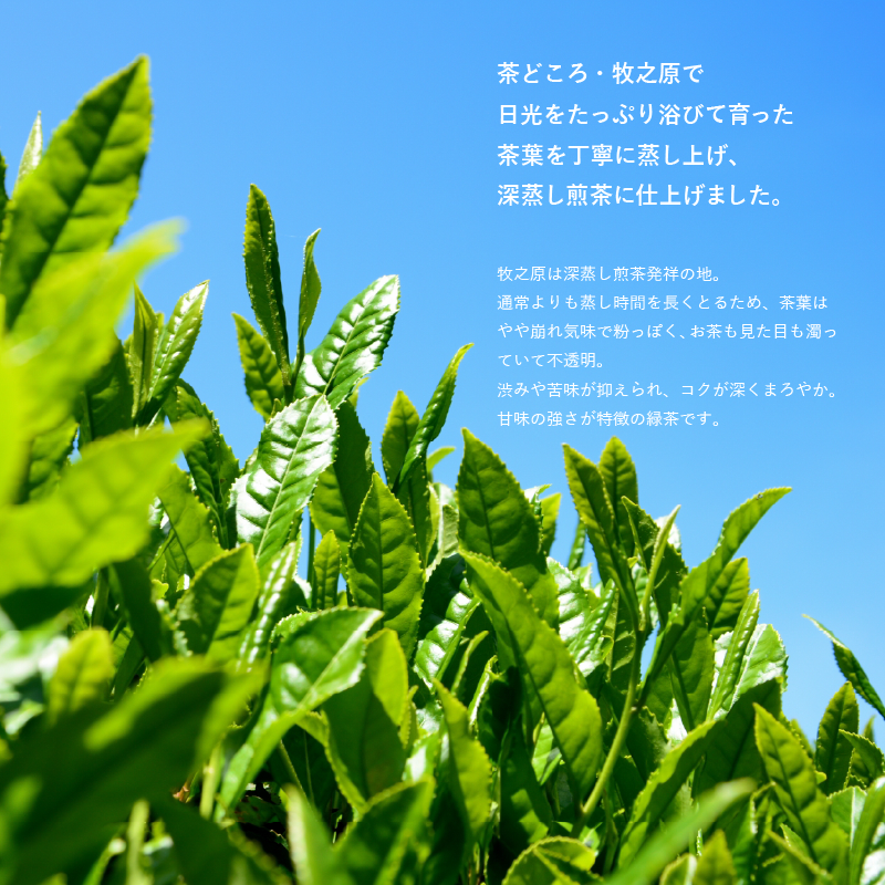 ã2026å¹ŽåºŠç£æ°è¶ãæ·±èžãç
è¶ 100 g à 6è¢ ã®ã¿ãŸç
ã ã»ã£ããè¶ æ·±èžã è¶ ãè¶ è¶è ç£å°çŽé åœç£ é岡ç ç§ä¹ååž ãã£ãã
