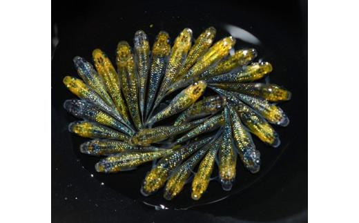 129-29　夜桜ゴールド　オス・メス　ランダム10匹