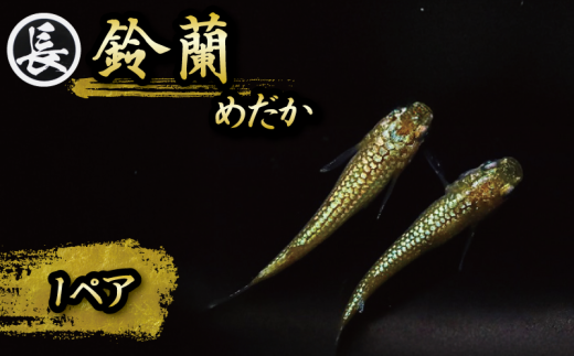 129-7 魚介 魚類 魚 鈴蘭 スズラン 1ペア めだか 飼育 おすすめ 水槽 インテリア 生物 鑑賞 美 静岡県 牧之原市 丸長