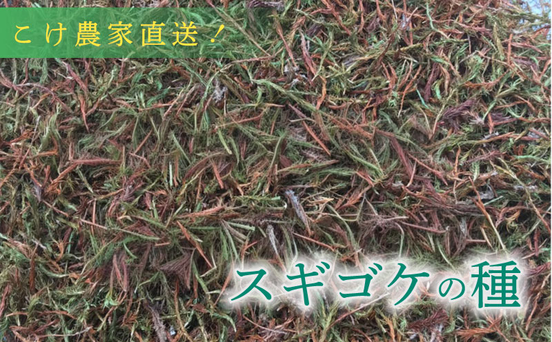こけ専門農家直送!! スギゴケの種10L 苔テラリウム 苔 コケ 牧之原市 静岡県