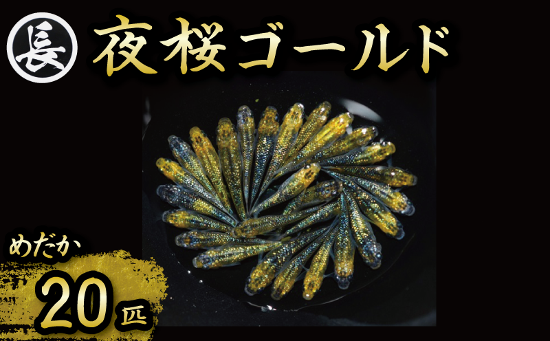 129-28　夜桜ゴールド　オス・メス　ランダム20匹 厳選 鑑賞 丈夫 育てやすい 美 国産 メダカ 静岡県 牧之原市 丸長