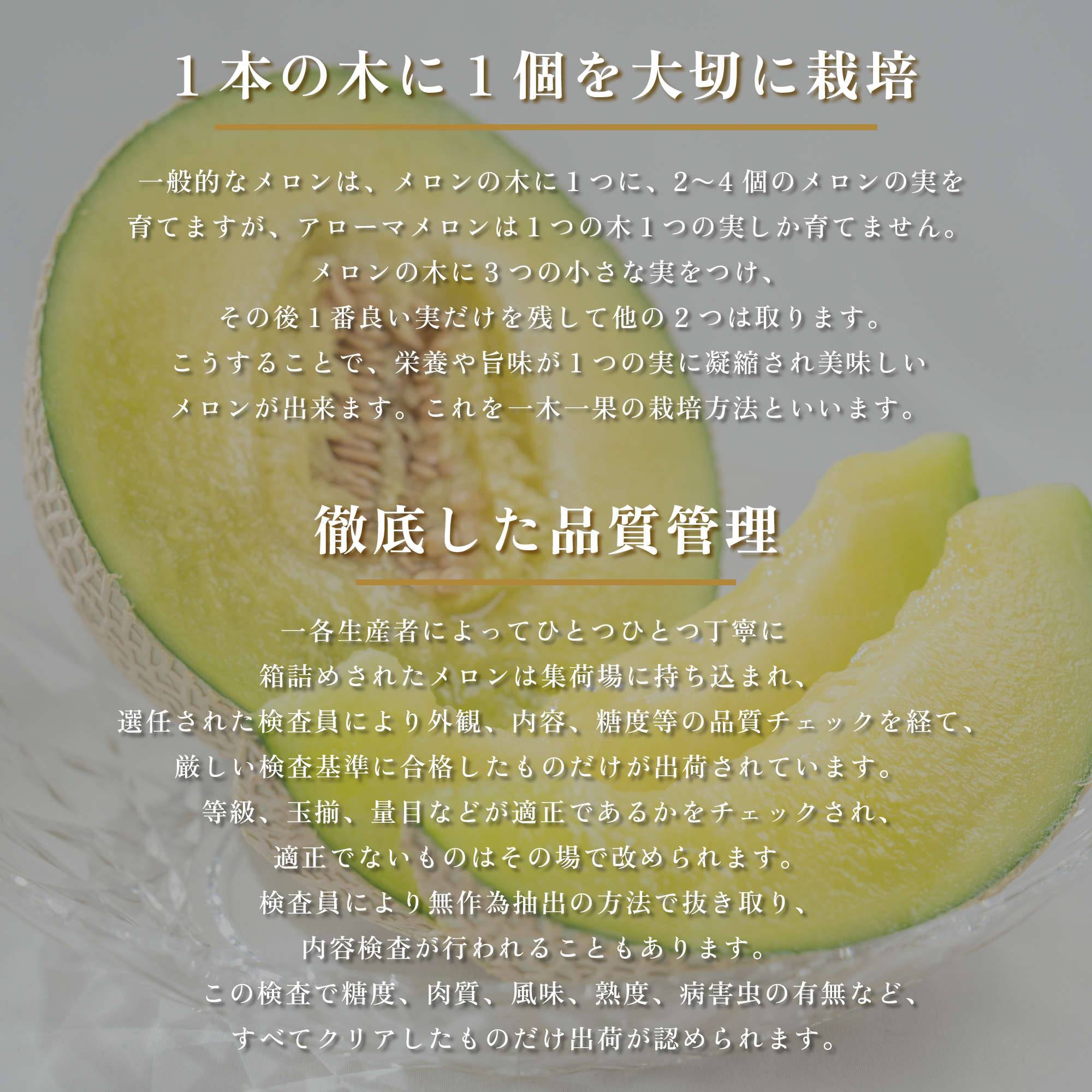 アローマ メロン 1玉 1.3kg以上 白級 静岡県温室農業組合直送 国産 スイーツ デザート おやつ めろん 舐瓜 果物 くだもの フルーツ 人気 贈り物 プレゼント 厳選 静岡県 牧之原市