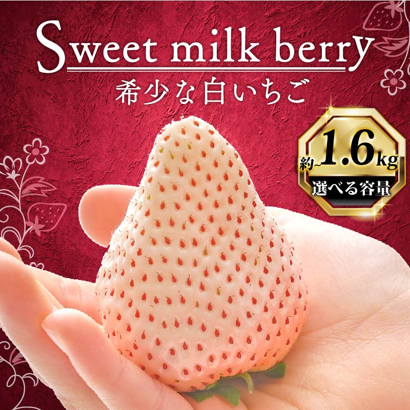 いちご 白いちご 計 1600g 計 4 パック 高級 白 イチゴ 苺 セット Sweet milk berry 4 パック 400g × 4 パック フルーツ 果物 ストロベリー 産地直送 国産 スイーツ デザート くだもの イチゴ 果物 贈答用 ギフト 畠農宝 静岡県 牧之原市