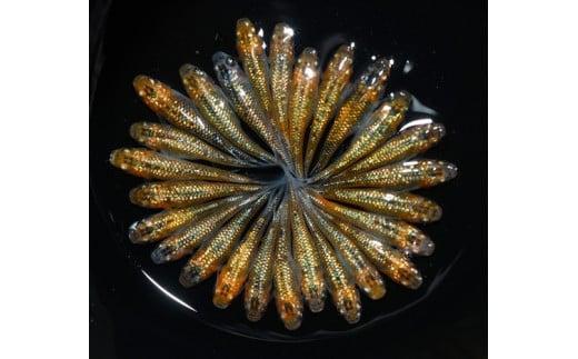 129-19 忘却の翼　オス・メス　ランダム20匹