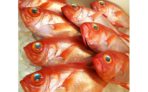 çš²åãéç®é¯ãå³å挬ãã5åãA026ïŒç°æäžžæ°Žç£ããã³ã¡ãã€ãã¿ã挬ãé岡çãæ±äŒè±çº