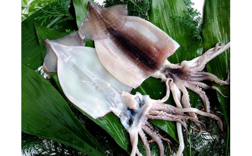 （冷凍） 伊豆のおもてなし 旬の干物セット 1232 ／ 山田屋海産 あじ さば エボダイ 金目鯛 静岡県 東伊豆町