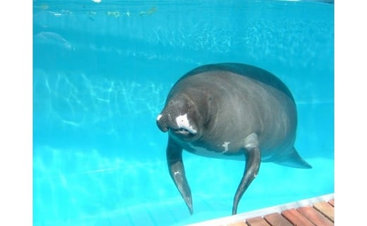 熱川バナナワニ園　入園　招待券　4枚　B002／熱帯　動植物園　チケット　静岡県　東伊豆町