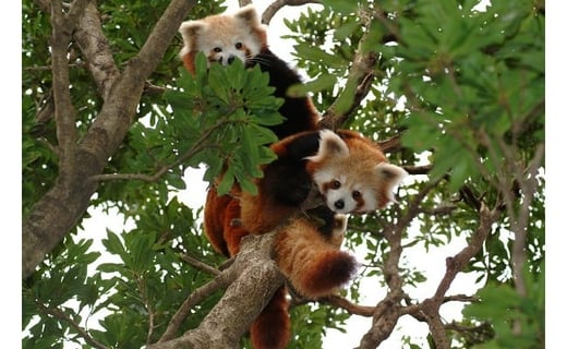 熱川バナナワニ園　入園　招待券　4枚　B002／熱帯　動植物園　チケット　静岡県　東伊豆町