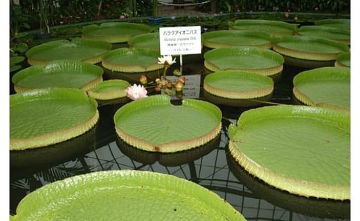 熱川バナナワニ園　入園　招待券　4枚　B002／熱帯　動植物園　チケット　静岡県　東伊豆町