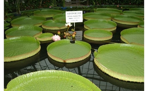 熱川バナナワニ園 入園 招待券 2枚 A004 ／ 熱帯 動植物園 チケット 静岡県 東伊豆町