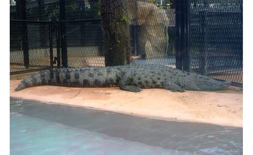 熱川バナナワニ園 入園 招待券 2枚 A004 ／ 熱帯 動植物園 チケット 静岡県 東伊豆町