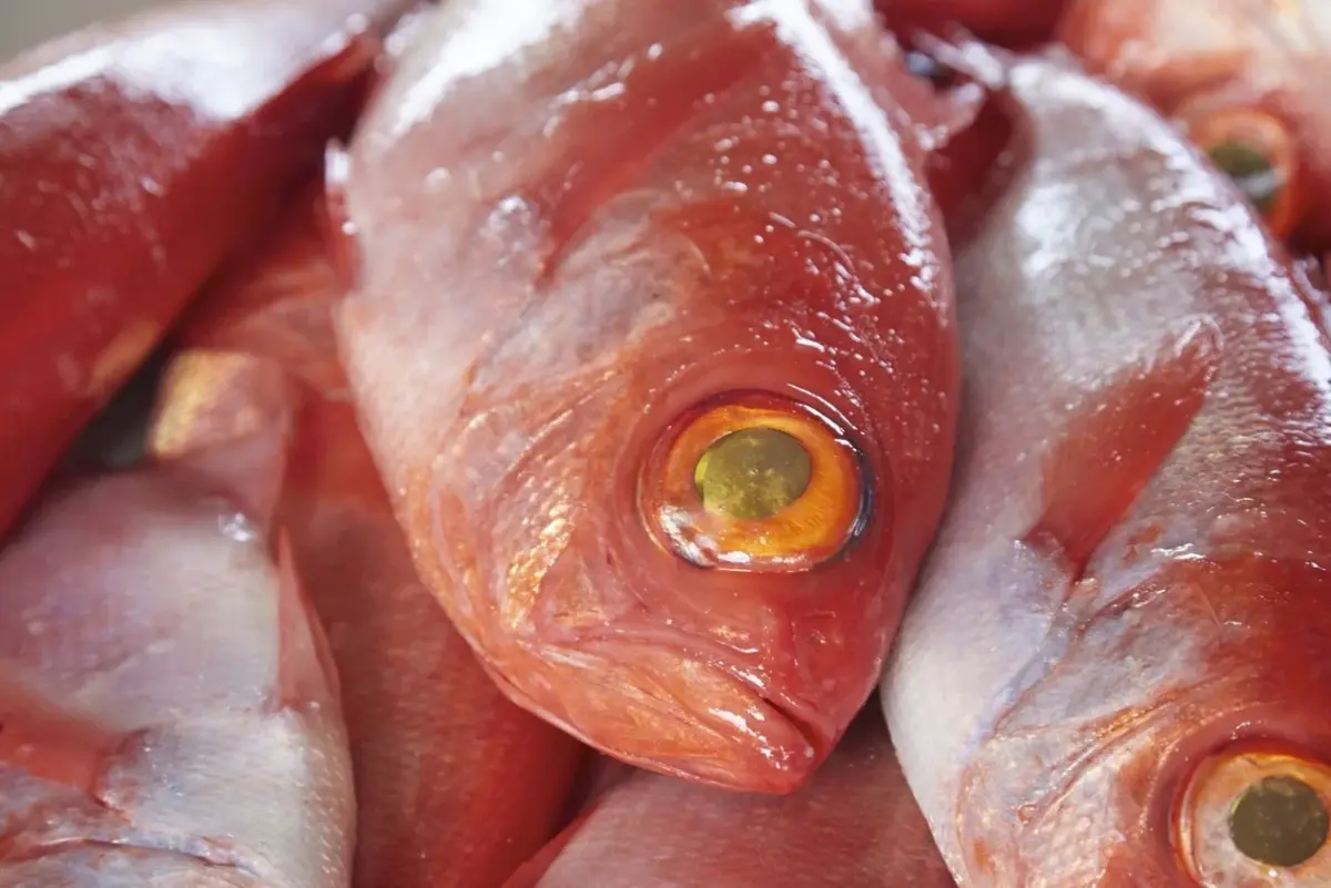 稲取 キンメ 姿煮 1164 ／ 山田屋海産 郷土料理 伝統の味付 金目鯛 静岡県 東伊豆町