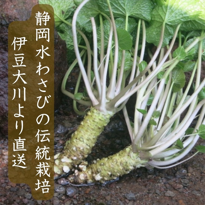 （冷蔵）わさび農家直送　無添加こだわり加工品+　生わさびセット 1383 ／ 大川因わさび園 わさび漬 わさび茎漬 わさび味噌 静岡県