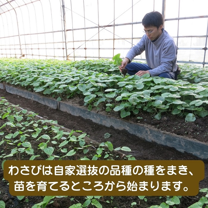 （冷蔵）わさび農家直送　無添加こだわり加工品+　生わさびセット 1383 ／ 大川因わさび園 わさび漬 わさび茎漬 わさび味噌 静岡県