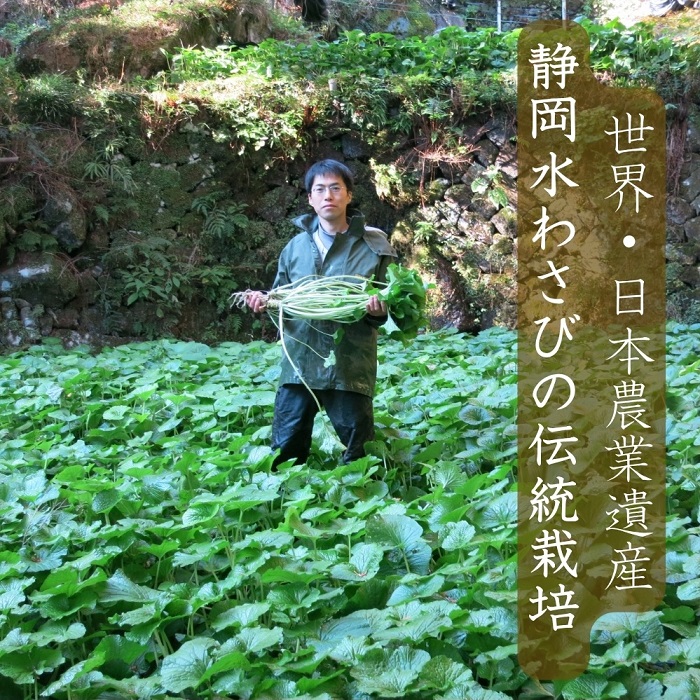 （冷蔵）わさび農家直送　無添加こだわり加工品+　生わさびDXセット 1384 ／ 大川因わさび園 わさび漬 わさび茎漬 わさび味噌 静岡県