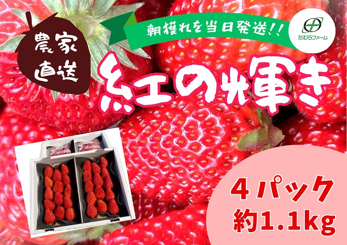 （冷蔵）【3月～4月発送】朝摘みいちご 紅の輝き　約1.1kg（約280ｇ×4パック） 1403 ／ たむらファーム いちご 苺 大粒 完熟 農家直送 静岡県 東伊豆町