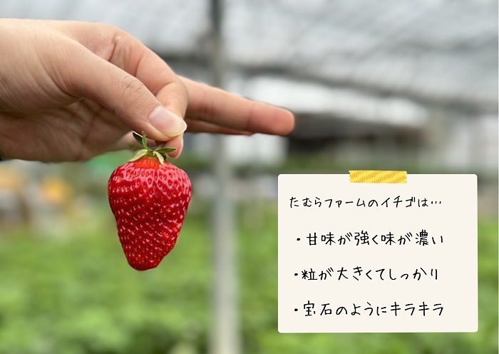 （冷蔵）【3月～4月発送】朝摘みいちご 紅の輝き　約1.1kg（約280ｇ×4パック） 1403 ／ たむらファーム いちご 苺 大粒 完熟 農家直送 静岡県 東伊豆町