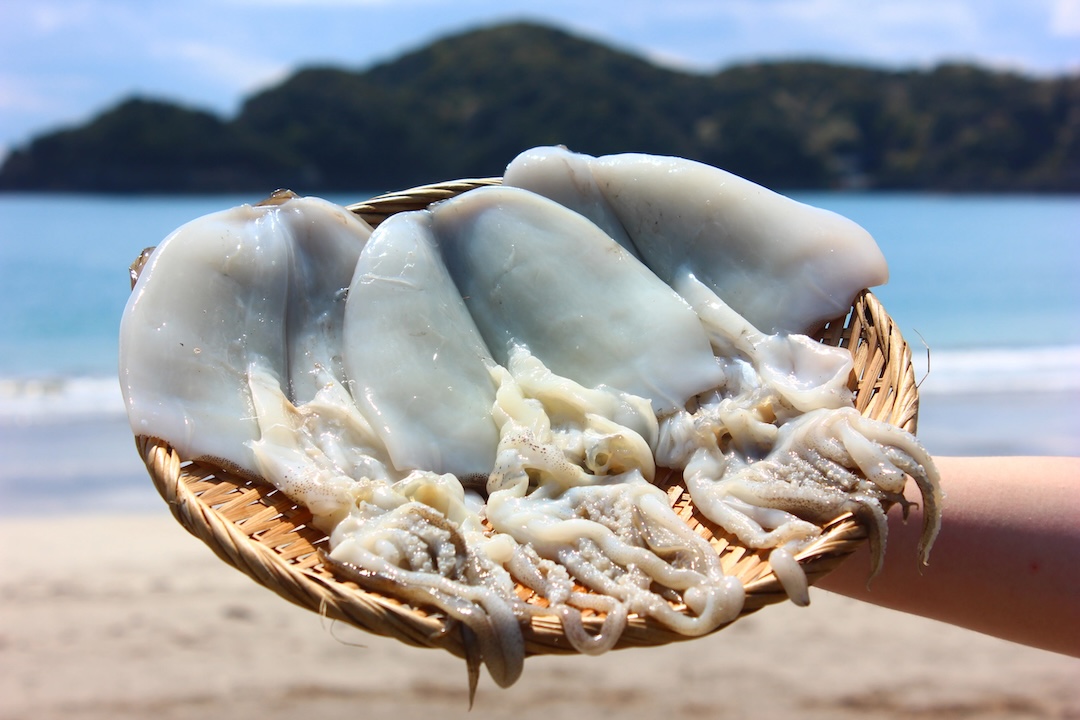 縲蝉シ願ア貍∝鵠蜉蟾・繝サ逶エ騾シ√代い繧ェ繝ェ繧、繧ォ 荳螟懷ケイ縺 10譫壹縲 繧、繧ォ 繧「繧ェ繝ェ繧、繧ォ 荳螟懷ケイ縺 繧イ繧ス 譁ー魄ョ 蜀キ蜃 逶エ騾 鄒主袖縺 縺翫☆縺吶a 豌エ繧、繧ォ 縲