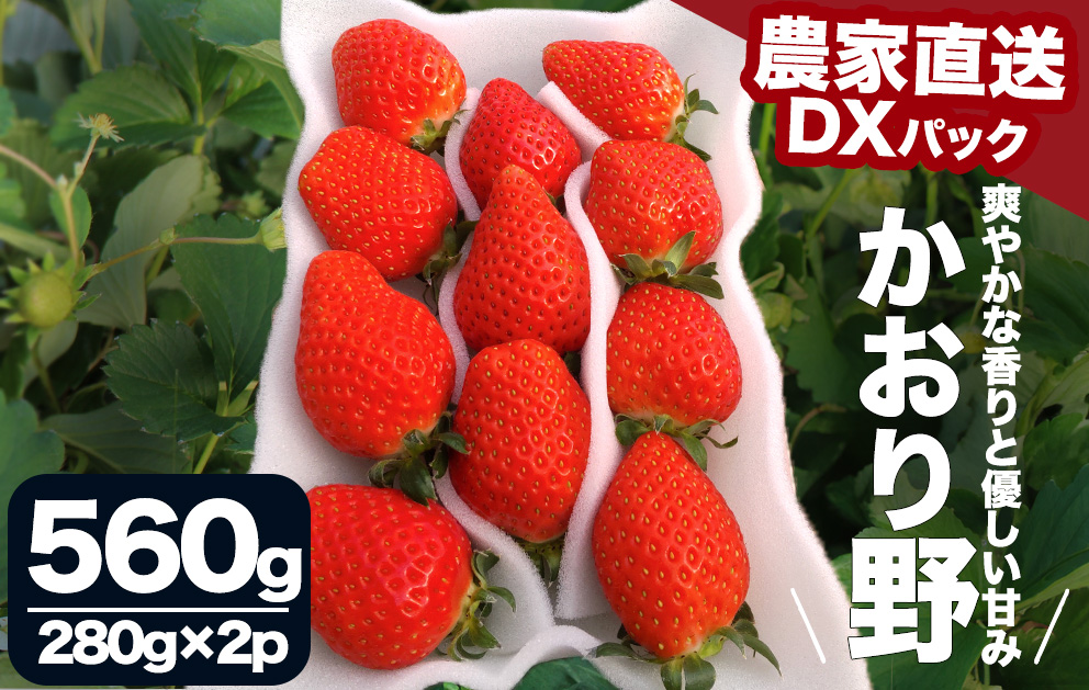 【先行予約＿2026年出荷分】 完熟いちご280g かおり野 4パック（DXパック） 【 かおり野 いちご 苺 イチゴ 果物 フルーツ くだもの 旬 伊豆 静岡県 期間限定 先行予約 】　