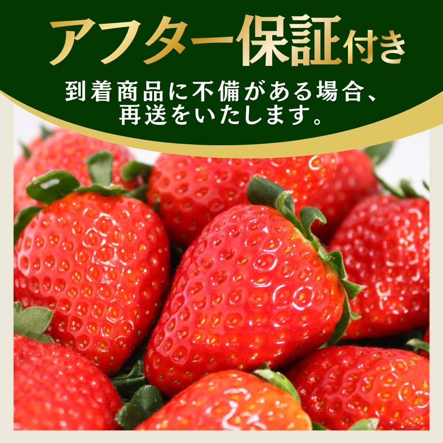【先行予約＿2026年出荷分】完熟いちご280g 2パック（DXパック）恋みのり、かおり野 から厳選　【 苺 いちご イチゴ かおり野 恋みのり 産地直送 旬 果物 フルーツ くだもの 静岡県 伊豆 南伊豆町 期間限定 】　<AA-8>