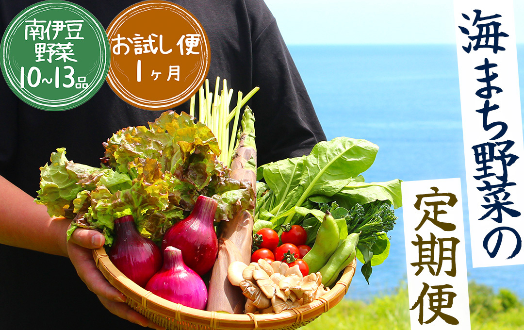 【定期便】 海まち野菜セット　【 野菜 やさい きのこ 山菜 セット 定期 旬 定期便 人気 詰め合わせ 1ヵ月 おまかせ 新鮮 】　<BC-14>