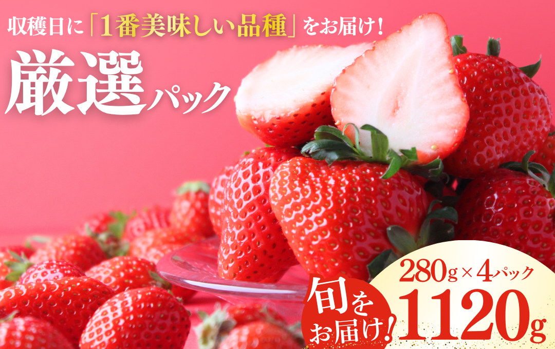 【先行予約＿2027年出荷分】完熟いちご280g 4パック（厳選DXパック）　　【 苺 いちご イチゴ 恋みのり かおり野 産地直送 旬 果物 フルーツ くだもの 静岡県 伊豆 南伊豆町 期間限定 】　<AA-4>