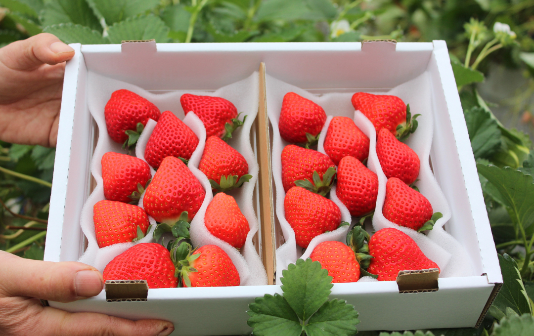 【先行予約＿2026年出荷分】完熟いちご280g 4パック（DXパック）恋みのり、かおり野から厳選　【 苺 いちご イチゴ 恋みのり かおり野 産地直送 旬 果物 フルーツ くだもの 静岡県 伊豆 南伊豆町 期間限定 】　<AA-4>