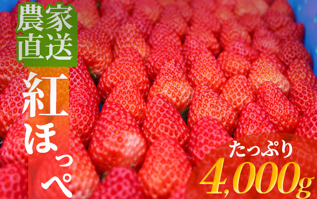 【 先行予約 2025年2月以降配送】南伊豆産いちご　紅ほっぺ4kg　　【 いちご 紅ほっぺ 果物 フルーツ 苺 イチゴ くだもの 静岡県産 期間限定 】　<BD-5>