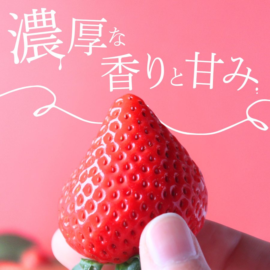 【先行予約＿2026年出荷分】完熟いちご280g 4パック（DXパック）恋みのり、かおり野から厳選　【 苺 いちご イチゴ 恋みのり かおり野 産地直送 旬 果物 フルーツ くだもの 静岡県 伊豆 南伊豆町 期間限定 】　<AA-4>