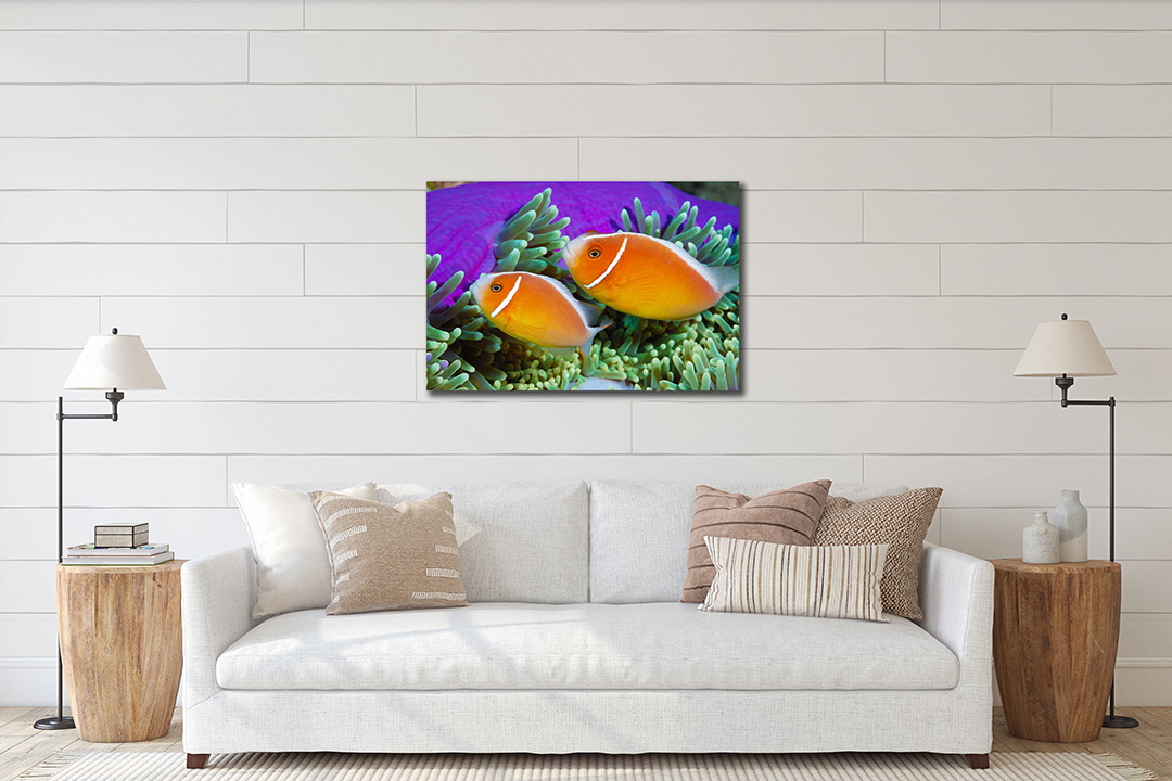 清水町ふるさと大使　海洋生物写真家　峯水亮氏による　作品パネル　Jewel anemone（_MG_2940_A4）