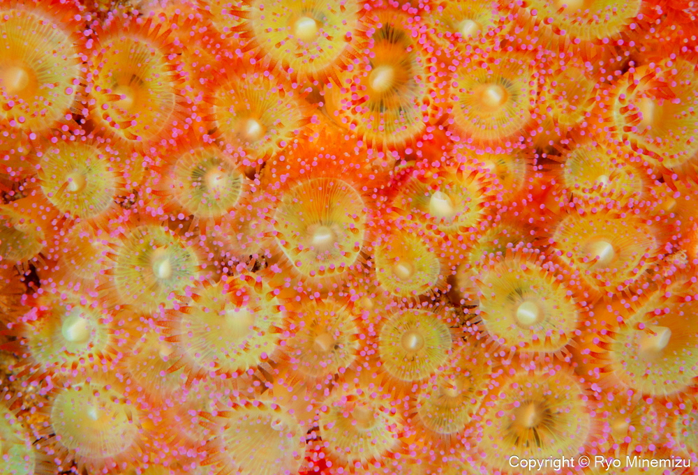 清水町ふるさと大使　海洋生物写真家　峯水亮氏による　作品パネル　Jewel anemone（_MG_2940_A4）